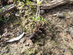 Oxalis commutata commutata