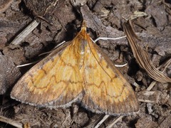 Ecpyrrhorrhoe rubiginalis