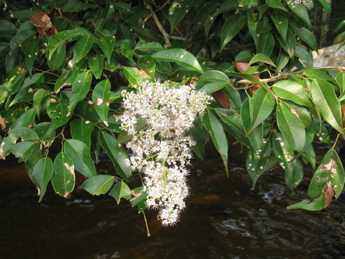 Librevillea klainei (Librevillea klainei)