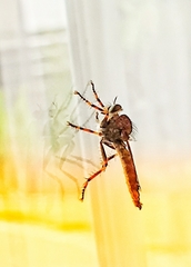 Tolmerus atricapillus