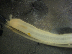Leptosynapta tenuis