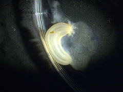 Leptosynapta tenuis