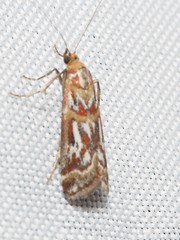 Acrobasis porphyrella