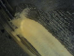 Leptosynapta tenuis