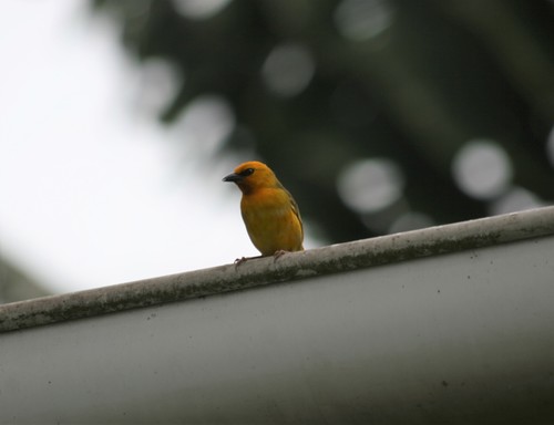 Orange Weaver (Ploceus aurantius), photo 10