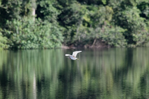Squacco Heron