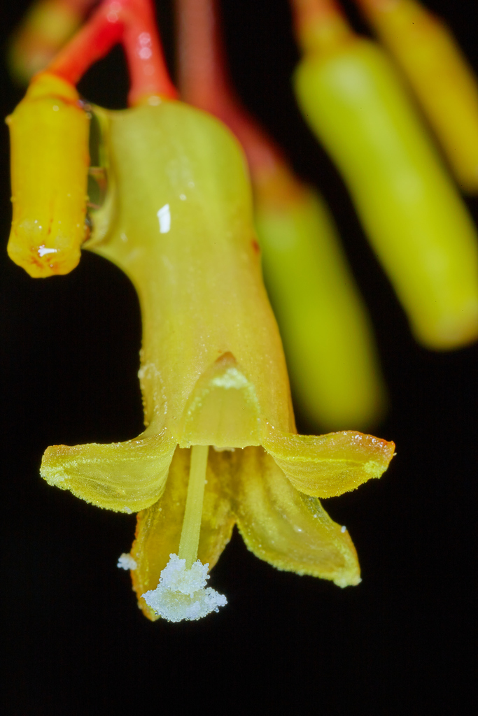 Palicourea padifolia