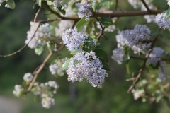 Ceanothus oliganthus sorediatus
