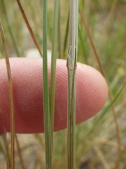 Melica bulbosa