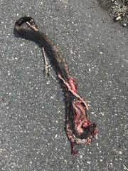 Nerodia sipedon williamengelsi