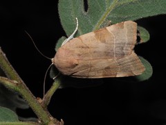 Noctua fimbriata