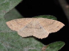 Cyclophora ruficiliaria