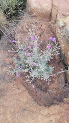 Oocephala staehelinoides