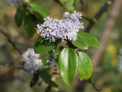 Ceanothus oliganthus sorediatus