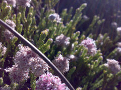 Sorocephalus lanatus