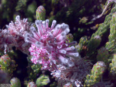 Sorocephalus lanatus