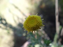 Schistostephium umbellatum