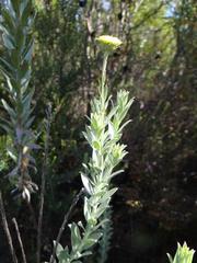 Schistostephium umbellatum