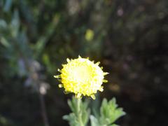 Schistostephium umbellatum