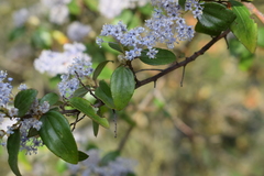 Ceanothus oliganthus sorediatus