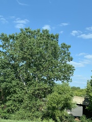 Populus deltoides