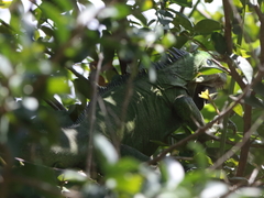 Iguana delicatissima