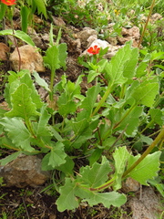 Verbesina pedunculosa