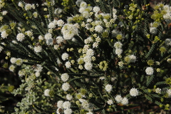 Agathosma apiculata