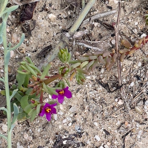 Image of Portulaca californica by (c) Bill Levine, some rights reserved (CC BY)