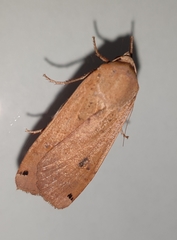 Noctua pronuba