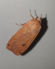 Noctua pronuba