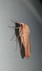 Noctua pronuba