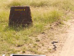 Dendroaspis polylepis