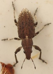 Charagmus griseus