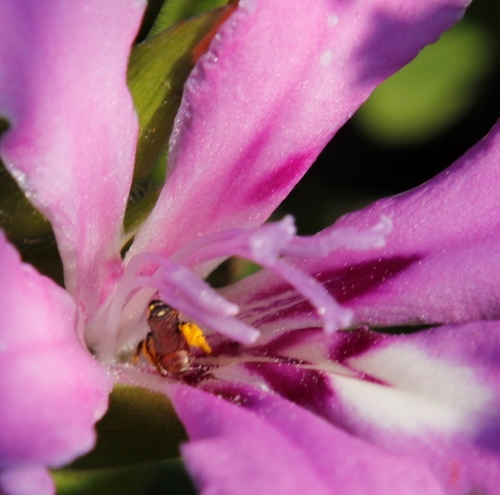 Image of Babiana nana by (c) Tony Rebelo, some rights reserved (CC BY-SA)