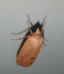 Noctua pronuba
