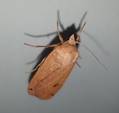 Noctua pronuba