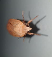 Noctua pronuba