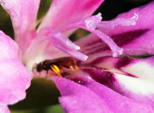Image of Babiana nana by (c) Tony Rebelo, some rights reserved (CC BY-SA)