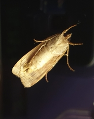 Noctua pronuba