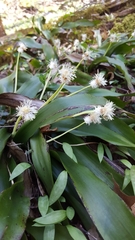 Carex fraseriana