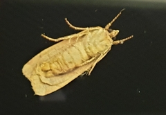 Noctua pronuba