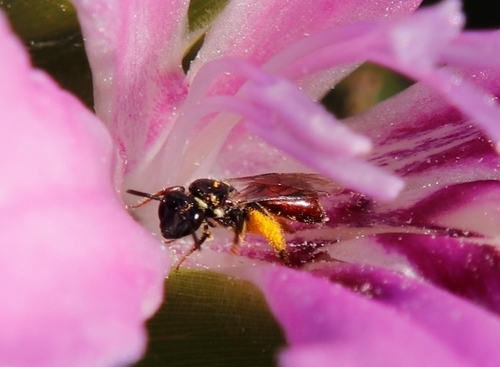 Image of Babiana nana by (c) Tony Rebelo, some rights reserved (CC BY-SA)
