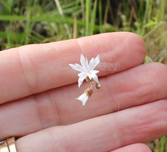 Lithophragma affine