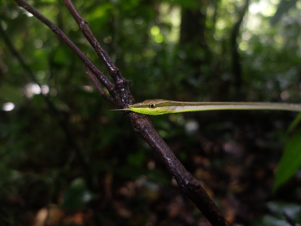 Diurnal Vine Snake