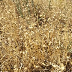 Eremopyrum orientale