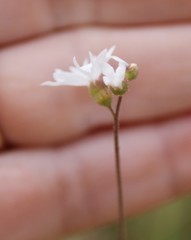 Lithophragma affine