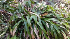 Carex fraseriana
