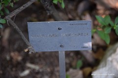 Escallonia rubra macrantha