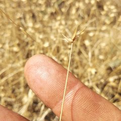 Eremopyrum orientale